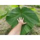  Paulownia Shan Tong Samen 100 Stück