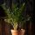  Zamioculcas Zamiifolia-Sämling in einem 0,5-1-Liter-Behälter