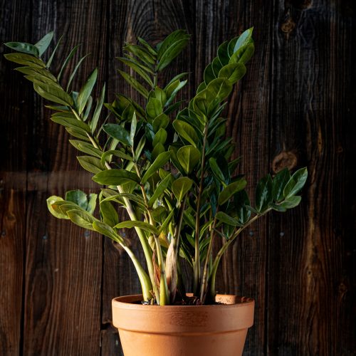  Zamioculcas Zamiifolia-Sämling in einem 0,5-1-Liter-Behälter