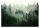 WASCHBARE Fototapete Wald im Nebel, laminiert, 368 x 280