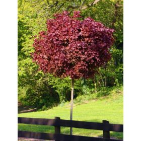  Sämlingsklone in einem 3-5-Liter-Behälter, 160-180 cm