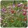  GRAS MIT BLUMEN GEMALT BLUME WIESENBLUME BLUMENSAMENMISCHUNG 1KG