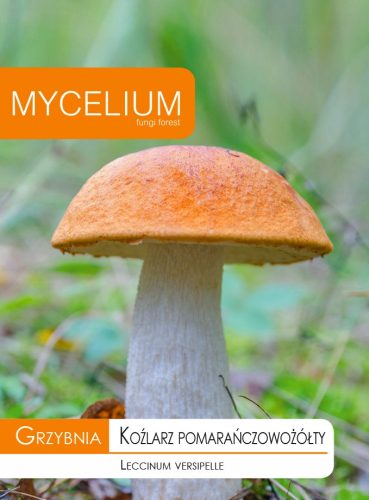  Myzel Orange-gelbes Myzel 10 g