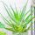  Aloes arborescens-Sämling in einem 0,5-1-Liter-Behälter