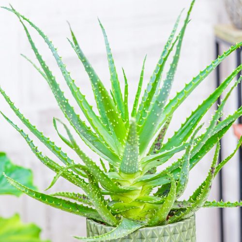  Aloes arborescens-Sämling in einem 0,5-1-Liter-Behälter