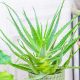  Aloes arborescens-Sämling in einem 0,5-1-Liter-Behälter