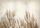 PAMPASS GRASS FOTOTAPETE 400x280 bA-10095-aa