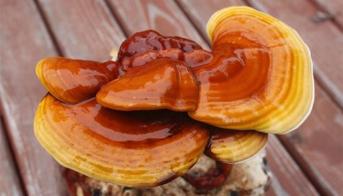  Myzel des REISHI-Glanzpilzes auf Korn 1l