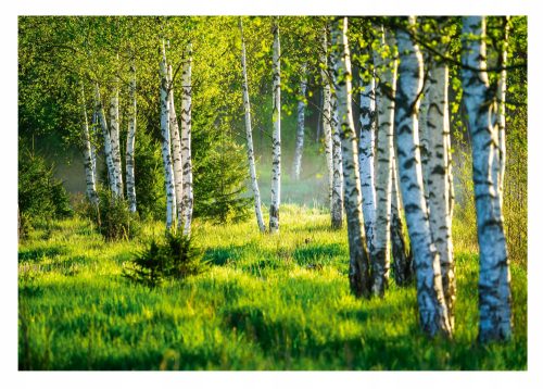 Fototapete BIRKENWALD 3D Birken 368x254