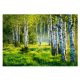 Fototapete BIRKENWALD 3D Birken 368x254