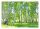 3D-Fototapete BIRCH FOREST Birken 368x254