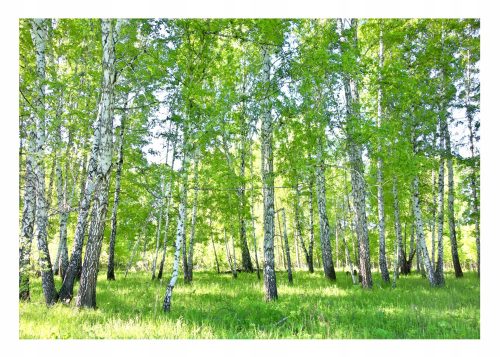 3D-Fototapete BIRCH FOREST Birken 368x254