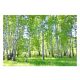 3D-Fototapete BIRCH FOREST Birken 368x254
