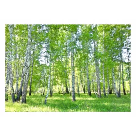 Fototapete BIRKENWALD 3D Natur 416x254