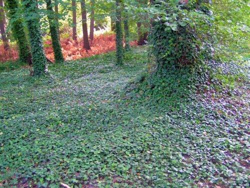  GEMEINSAMER Efeu - HEDERA Schlingpflanze - Set mit 20 Stk