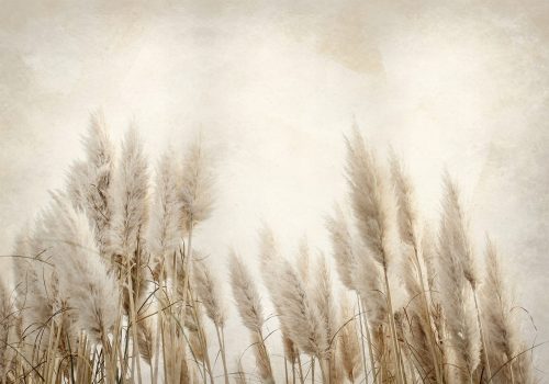 PAMPASS GRASS FOTOTAPETE 350x256 bA-10095-aa