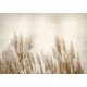 PAMPASS GRASS FOTOTAPETE 350x256 bA-10095-aa