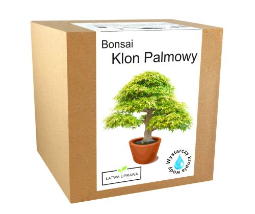  Set zum Züchten eines Bonsai-Baums, Maple Palm Leaf