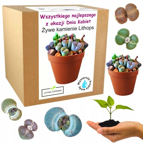 Coole, lustige Gadgets Set wachsender lebender Steine, Geschenk zum Frauentag