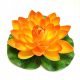  Deep Aqua Lily für Teich, Orange, 28 cm
