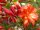  Rhododendren- und Azaleensämlinge in einem Behälter 0,5-1l 20-25 cm