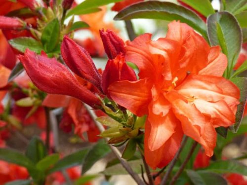  Rhododendren- und Azaleensämlinge in einem Behälter 0,5-1l 20-25 cm