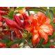  Rhododendren- und Azaleensämlinge in einem Behälter 0,5-1l 20-25 cm