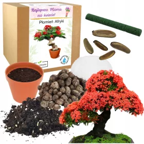    Muttertags-Geschenkset mit afrikanischen Flammen-Bonsai-Bäumen zum Muttertag