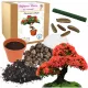  Muttertags-Geschenkset mit afrikanischen Flammen-Bonsai-Bäumen zum Muttertag