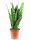  Sansevieria Zeylanica Sansevieria Schlangenpflanze