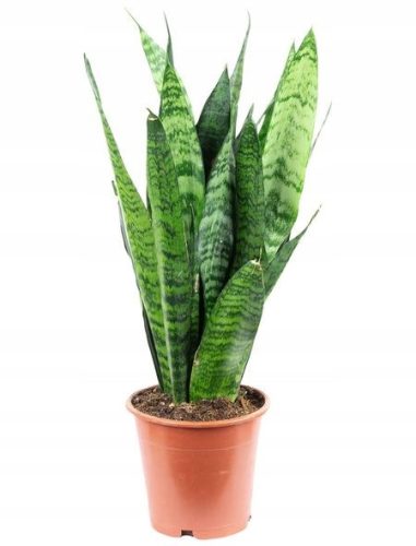  Sansevieria Zeylanica Sansevieria Schlangenpflanze