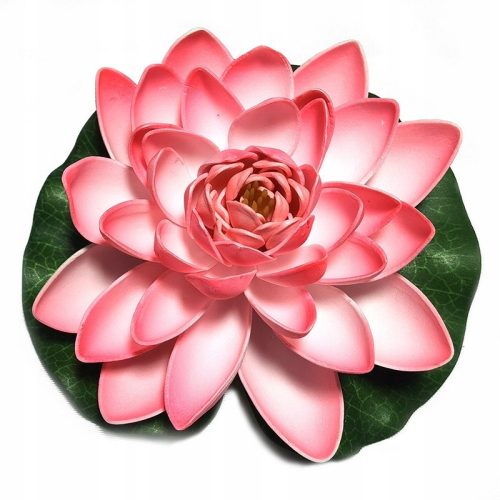  Deep Aqua Lily für einen Teich, Pink, 28 cm