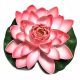  Deep Aqua Lily für einen Teich, Pink, 28 cm