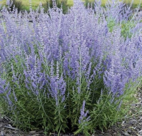 Lavendelvioletter, blauer Sämling in einem 1-2l 5 cm Behälter