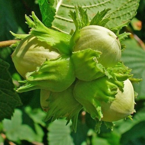  Walnüsse und katalanische Haselnusssetzlinge in einem Behälter 0,5-1 l 15-20 cm