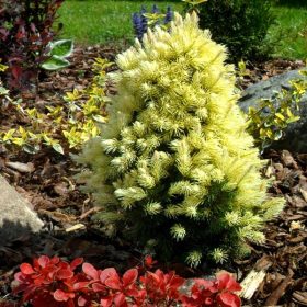  MINIATUR-FICHTE RAINBOW'S END - WEISSES WACHSTUM