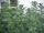  Artemisia Absinthium *Absinth*