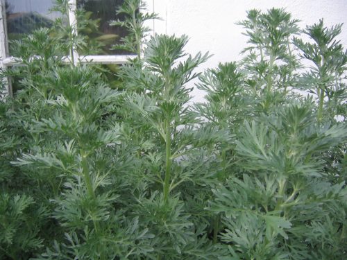  Artemisia Absinthium *Absinth*