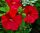  B248 Mehrjähriger Hibiskus 'Luna RED' - Große Sämlinge