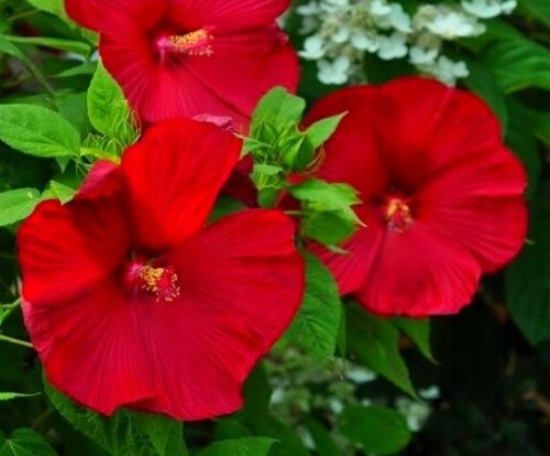  B248 Mehrjähriger Hibiskus 'Luna RED' - Große Sämlinge