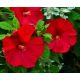  B248 Mehrjähriger Hibiskus 'Luna RED' - Große Sämlinge