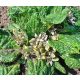  Mandrake M. Officinarum-Samen