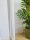 Vorhänge, Vorhänge bereit Klassischer Batistvorhang 800 cm x 280