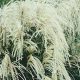  Chinesischer Miscanthus MEMORY RIESIGE SAMEN, einzigartige weiße Blütenstände, WIDERSTANDSFÄHIG