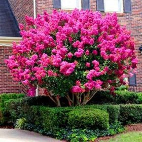   INDIAN LAGERSTROEMIA PINK – DER AM LÄNGSTEN BLÜHENDE STRAUCH DER WELT