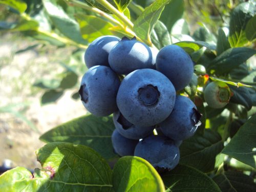  Heidelbeeren und Heidelbeeren GOLDTRAUBE Sämling im Behälter bis 0,5l, 10-20 cm