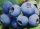  Heidelbeeren und Blaubeeren-CHANTICLEER-Sämling im Behälter bis 0,5 l, 10–20 cm