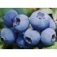  Heidelbeeren und Blaubeeren-CHANTICLEER-Sämling im Behälter bis 0,5 l, 10–20 cm