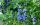  Blaubeeren und Heidelbeeren BLUECROP-Sämling in einem Behälter bis zu 0,5 l 10-20 cm