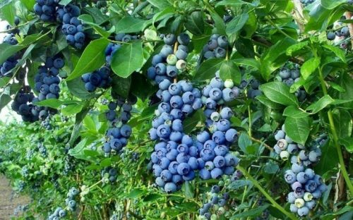  Blaubeeren und Heidelbeeren BLUECROP-Sämling in einem Behälter bis zu 0,5 l 10-20 cm